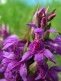 Dactylorhiza majalis