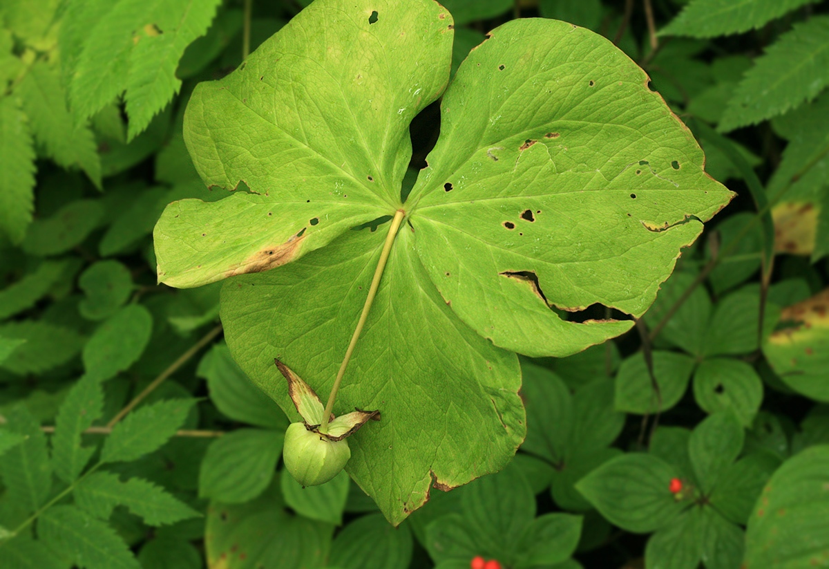 Изображение особи Trillium camschatcense.