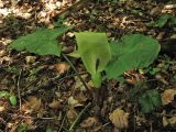 Arum maculatum. Цветущее растение. ФРГ, земля Северный Рейн-Вестфалия, р-н Ойскирхен, окр. г. Бланкенхайм, смешанный лес. 28 мая 2010 г.