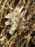 Corydalis magadanica. Соцветие. Магаданская обл., окр. Магадана, бухта Гертнера, травянистый склон сопки. 29.05.2016.