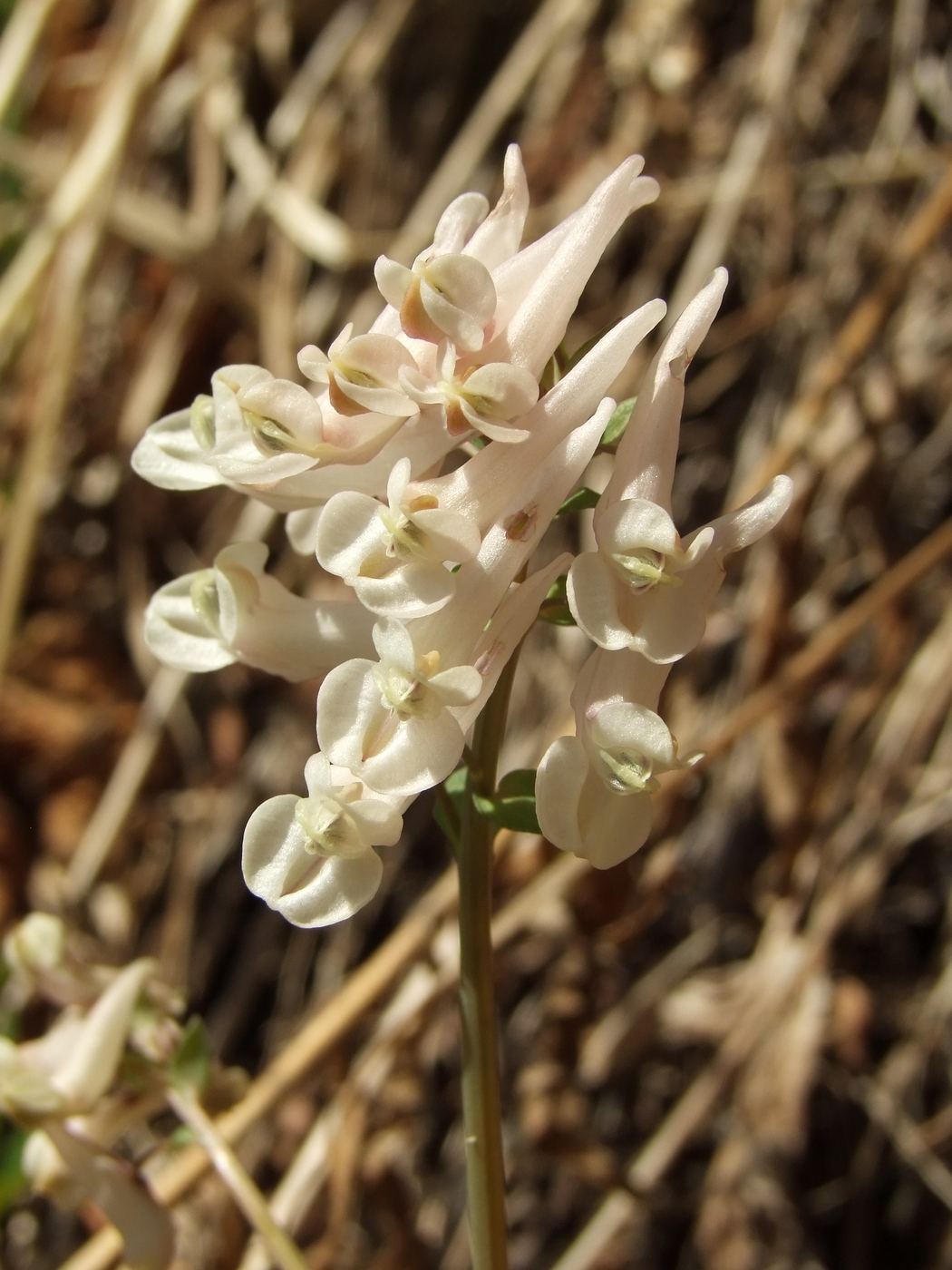 Изображение особи Corydalis magadanica.