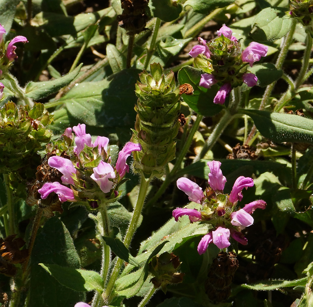 Image of Prunella grandiflora specimen.