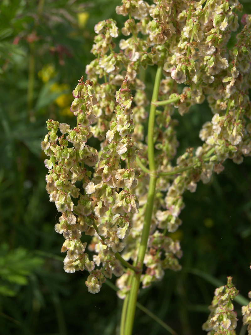 Image of Rumex tuberosus ssp. horizontalis specimen.