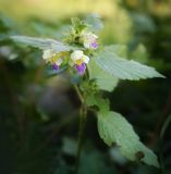 Galeopsis speciosa