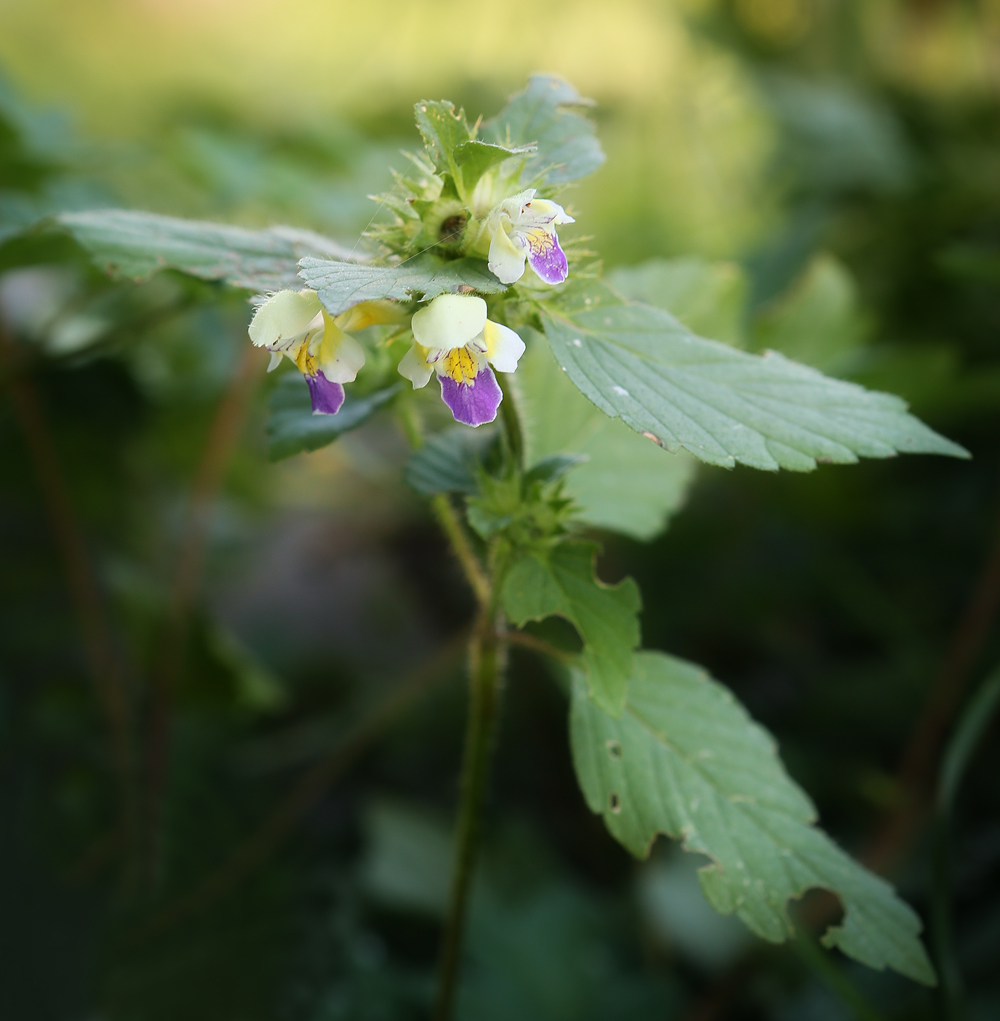 Изображение особи Galeopsis speciosa.