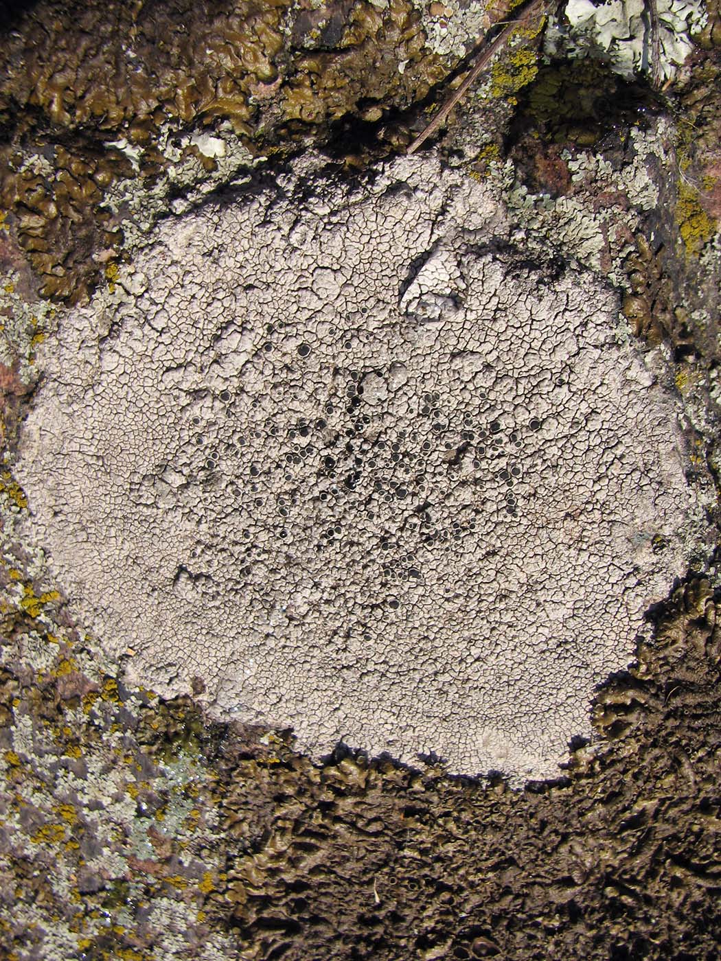 Image of genus Aspicilia specimen.
