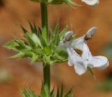 род Stachys