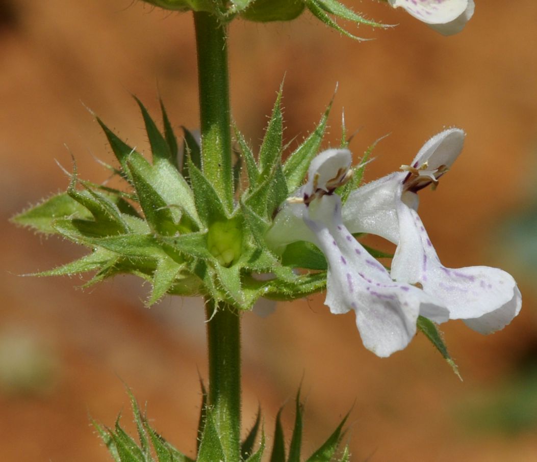 Изображение особи род Stachys.