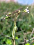 Holosteum umbellatum. Верхняя часть растения. Крым, Севастополь, окр. пос. Любимовка. 31 марта 2012 г.