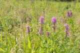 Lythrum salicaria