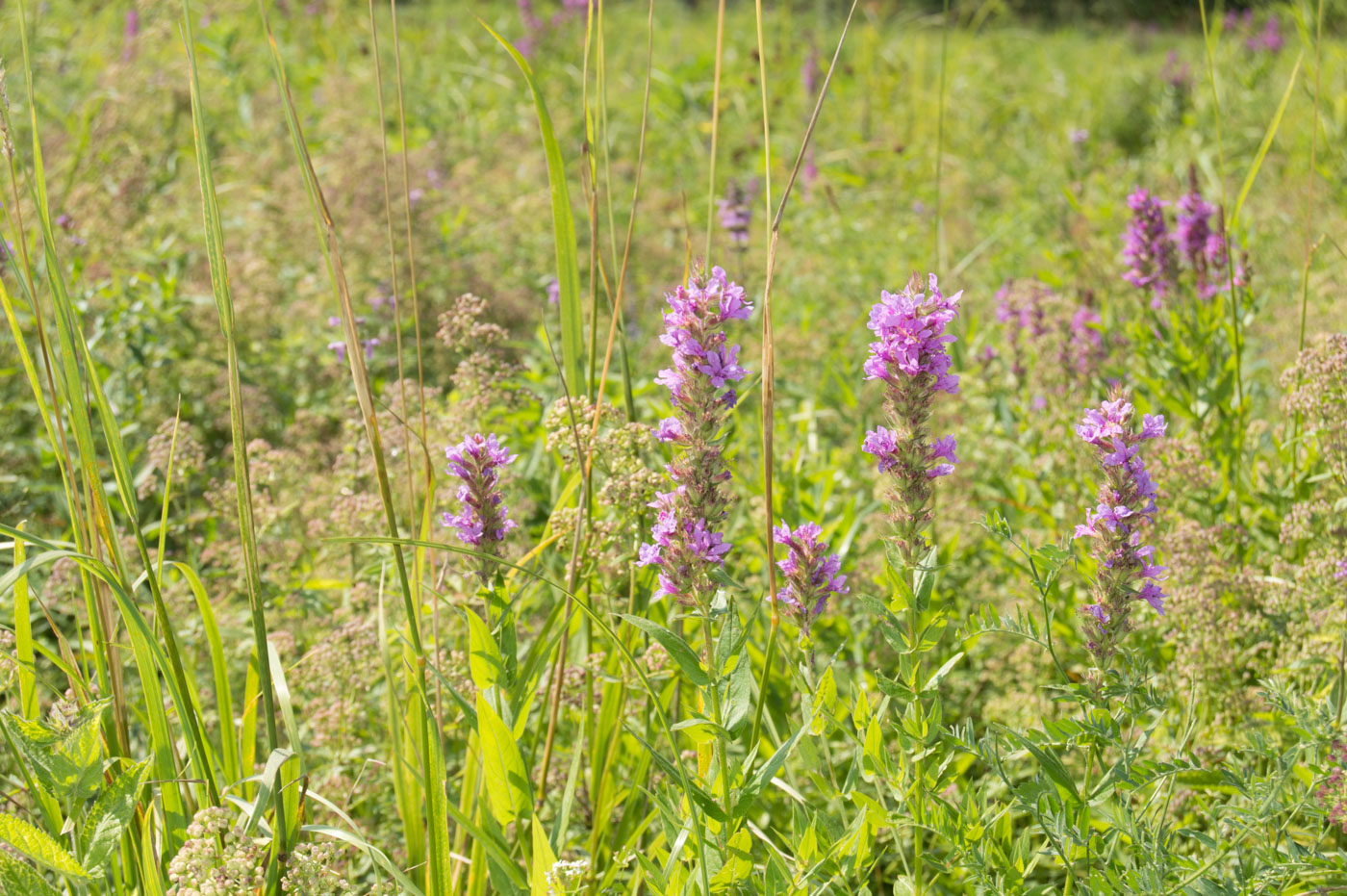 Изображение особи Lythrum salicaria.