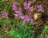 Polygala major