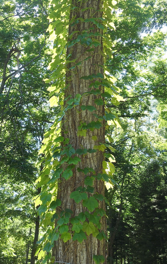 Изображение особи Parthenocissus tricuspidata.