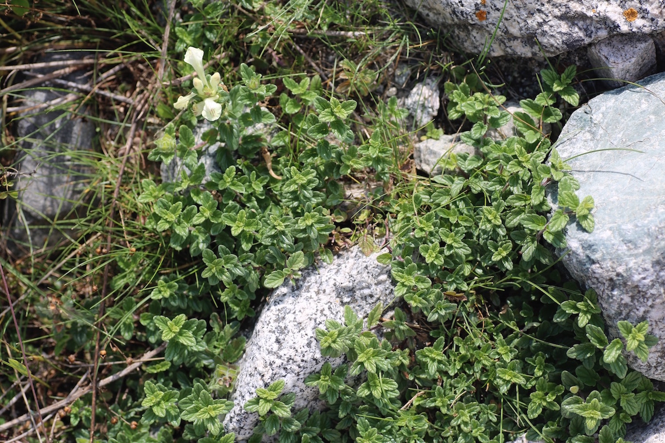 Image of Scutellaria oligodonta specimen.