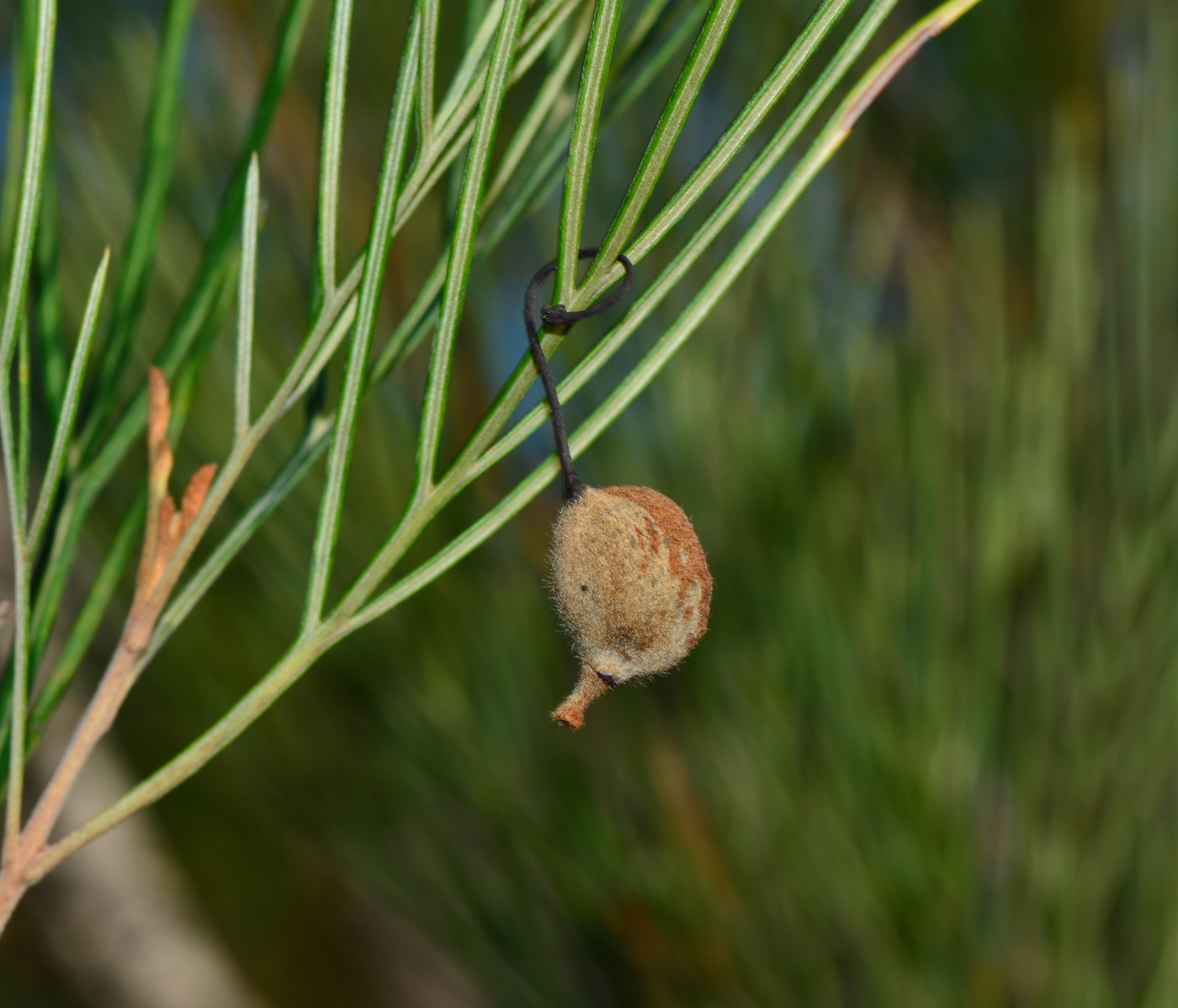 Image of Grevillea hodgei specimen.