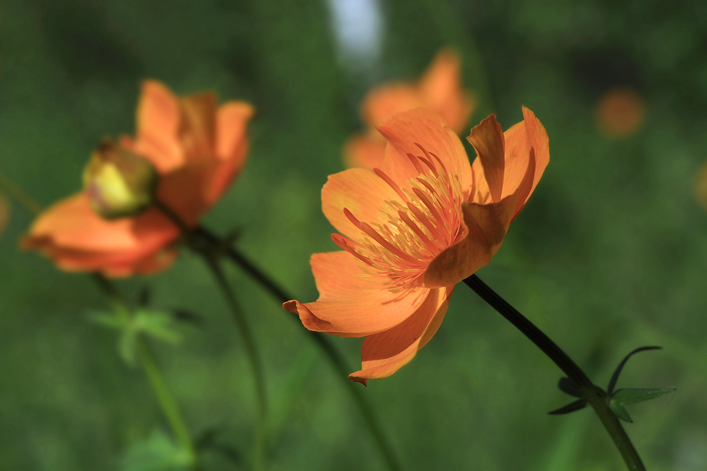 Изображение особи Trollius ledebourii.