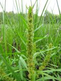 Rumex maritimus