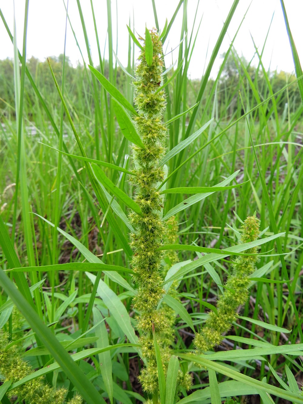 Image of Rumex maritimus specimen.