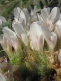 Astragalus dolichophyllus. Цветки. Крым, предгорья, окр. с. Верхнесадовое, возв. Каратау, глинистый склон с фрагментами известняка. 16.04.2017.