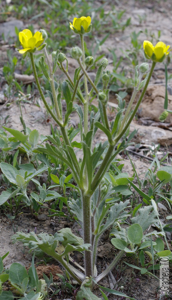 Изображение особи Ranunculus oxyspermus.