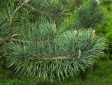 Pinus sylvestris