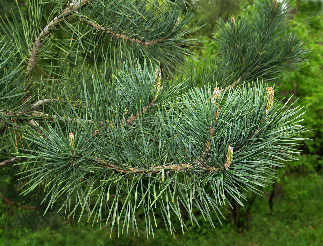 Изображение особи Pinus sylvestris.