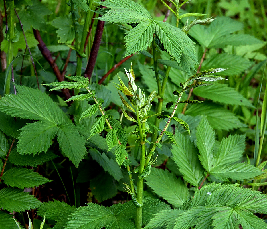 Image of Filipendula ulmaria specimen.