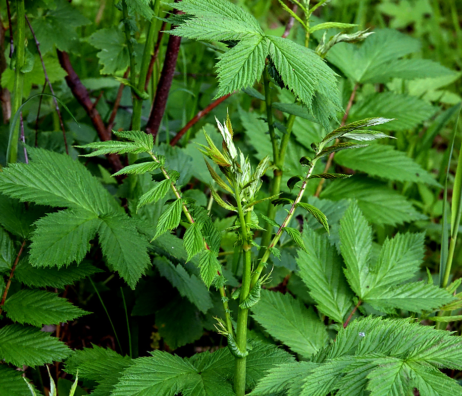 Изображение особи Filipendula ulmaria.