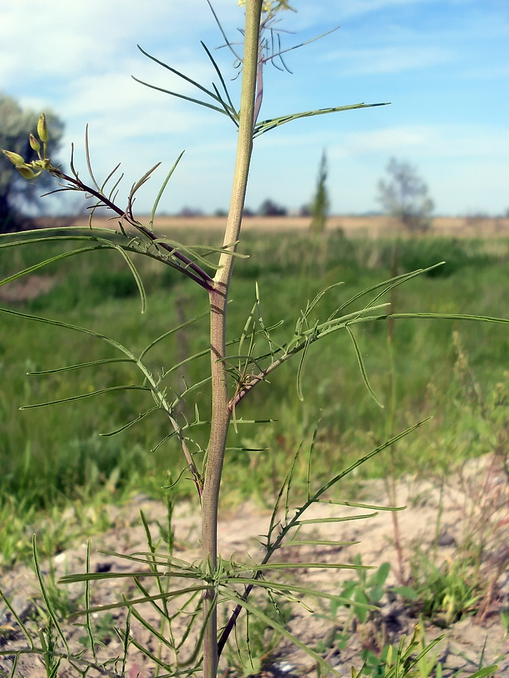 Image of Sisymbrium altissimum specimen.