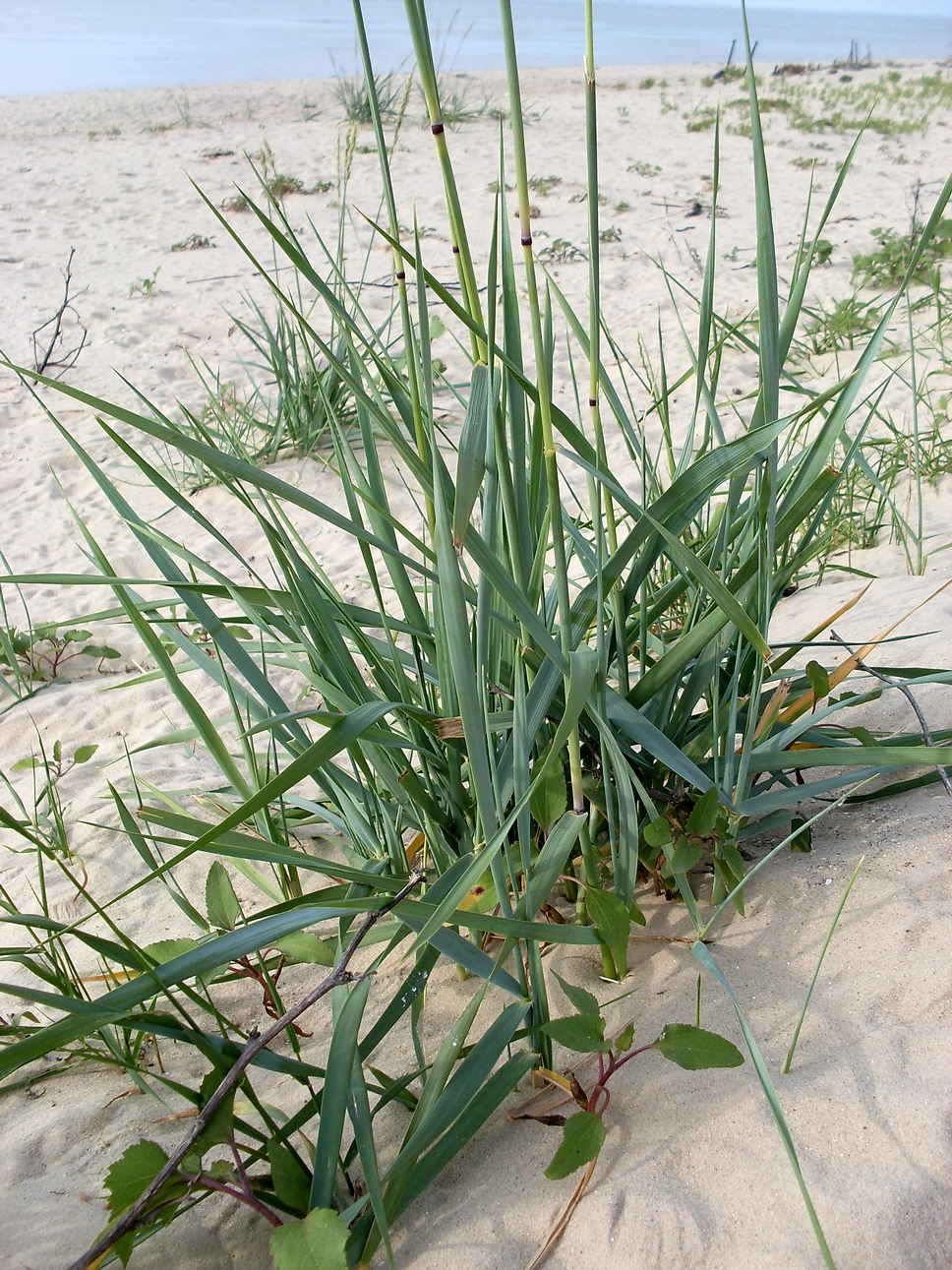 Image of Leymus racemosus ssp. sabulosus specimen.