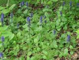 Ajuga reptans