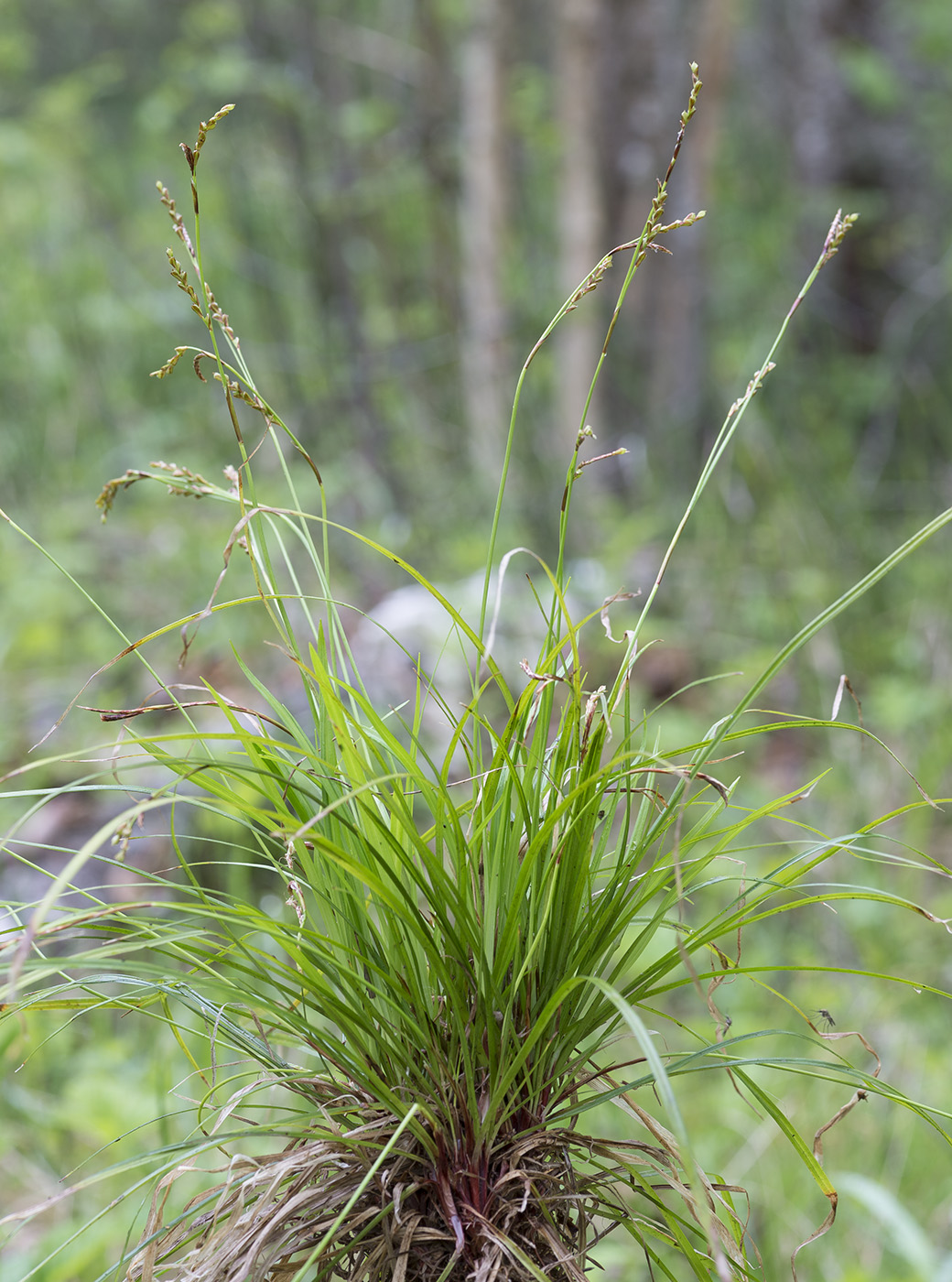 Изображение особи Carex digitata.