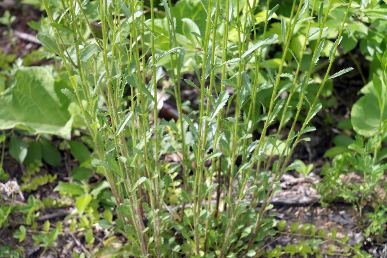 Image of Leucanthemum ircutianum specimen.