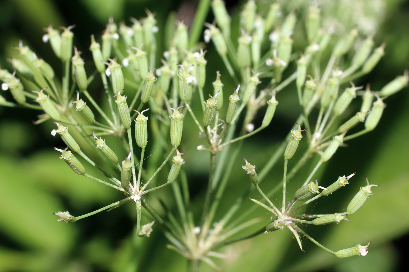 Изображение особи Falcaria vulgaris.