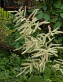 Aruncus sylvestris