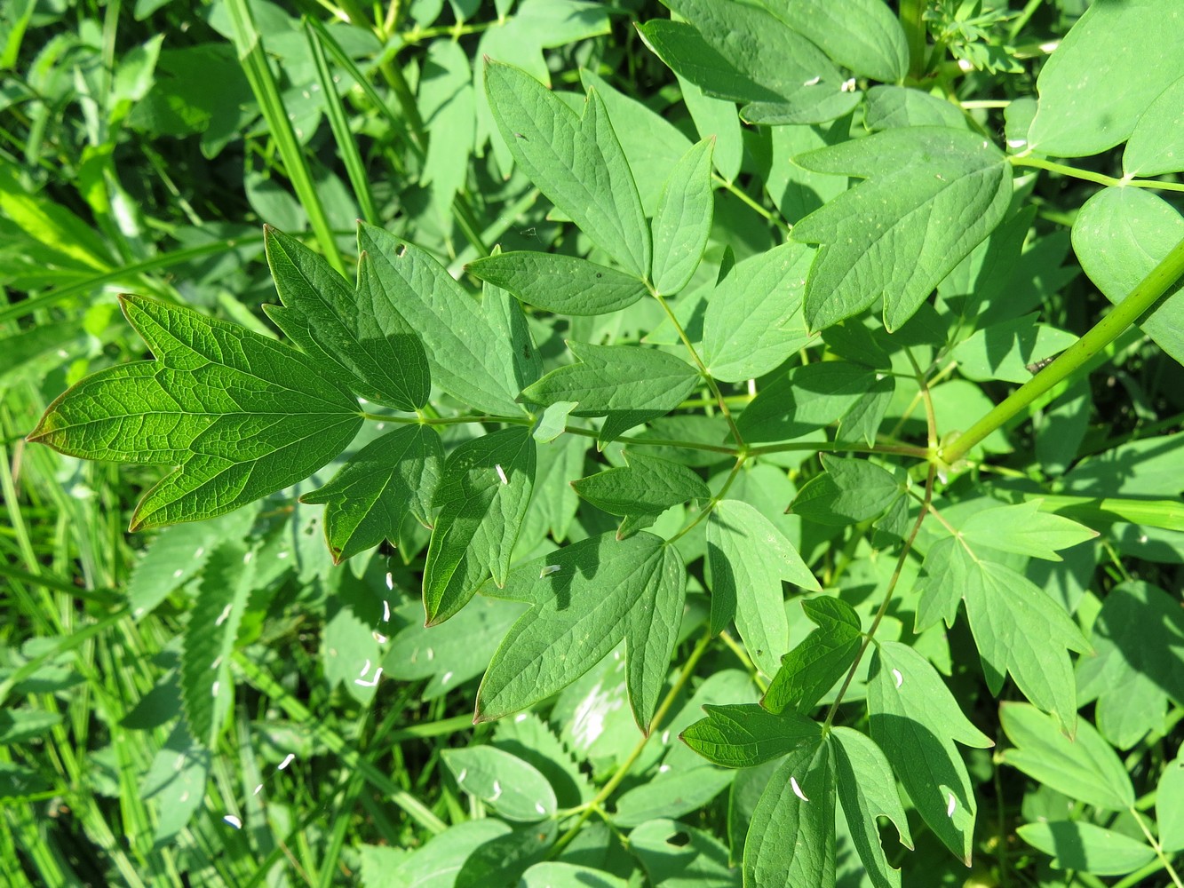 Image of Thalictrum flavum specimen.