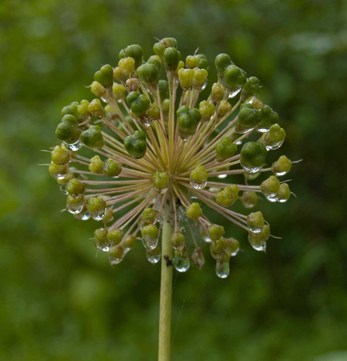 Image of genus Allium specimen.