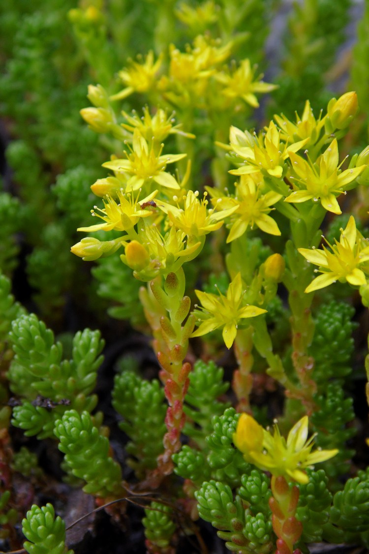 Image of Sedum acre specimen.