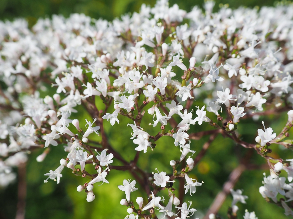 Image of Valeriana officinalis specimen.