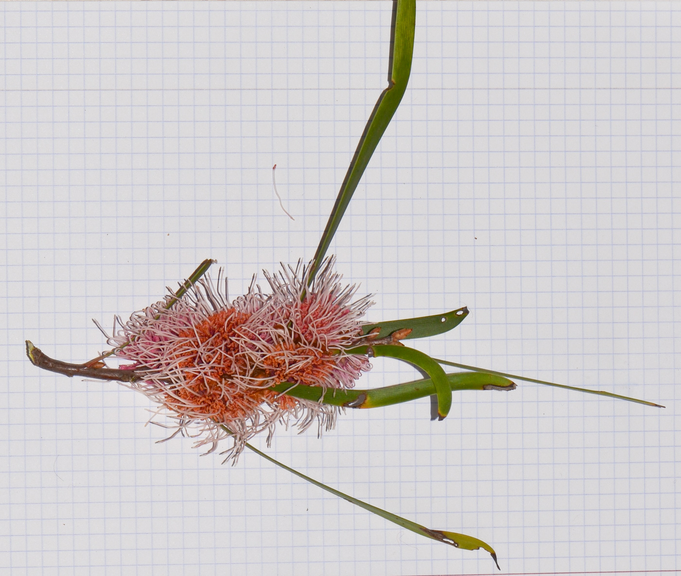 Image of Hakea multilineata specimen.