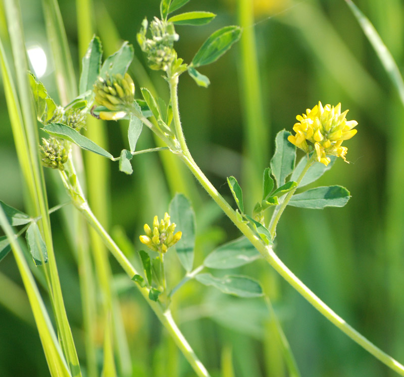 Изображение особи Medicago falcata.