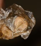 Spathodea campanulata