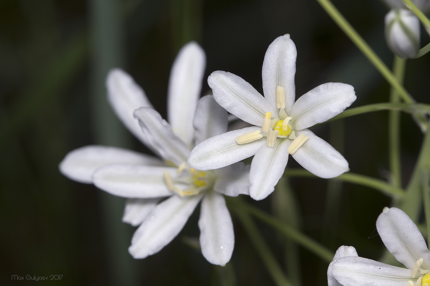 Image of Ornithogalum ponticum specimen.