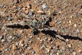 Ornithoglossum vulgare