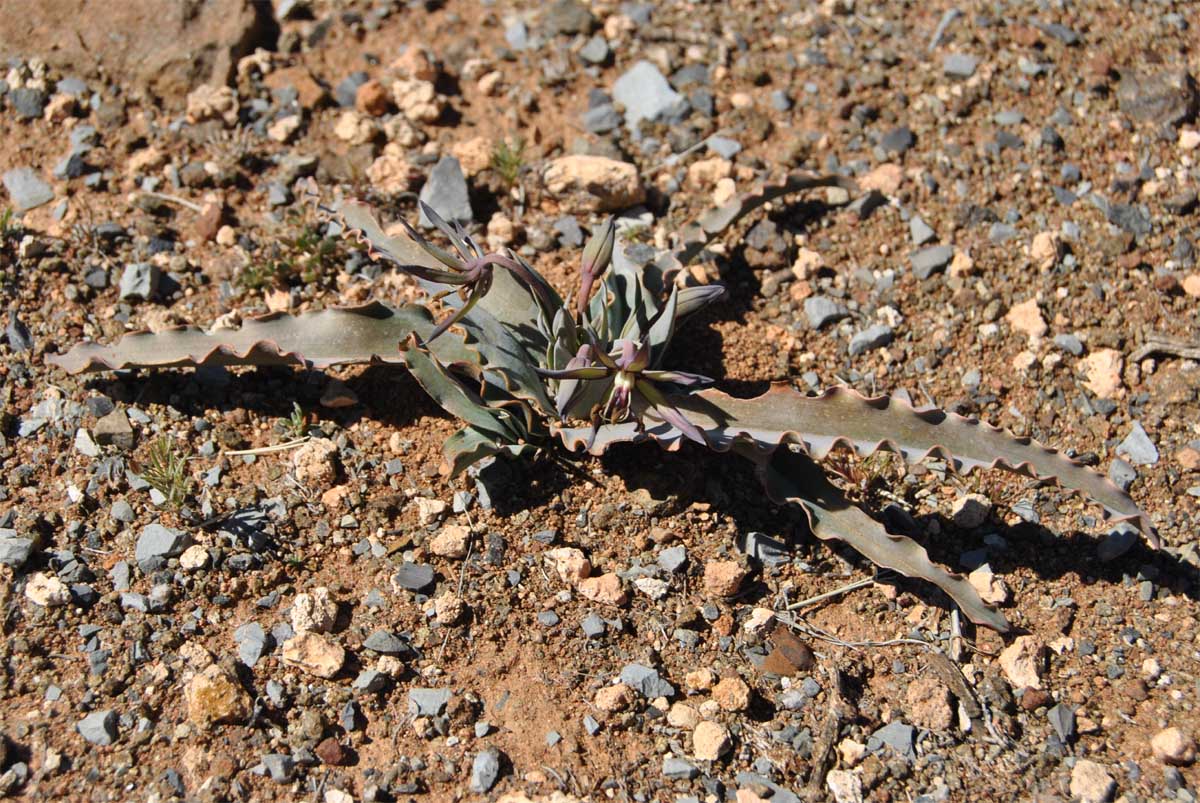 Image of Ornithoglossum vulgare specimen.