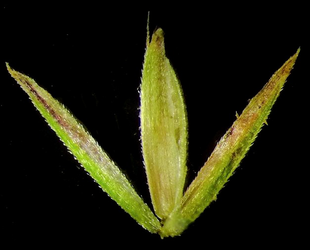Image of Cinna latifolia specimen.