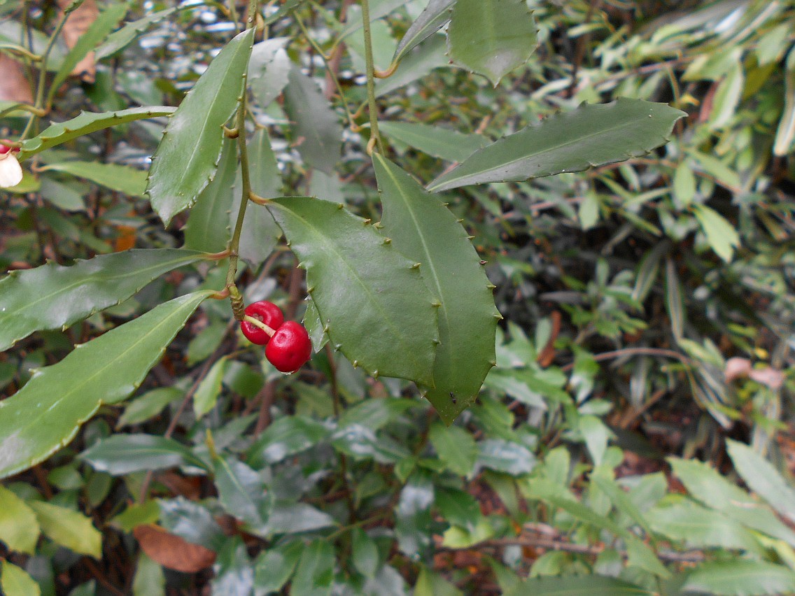 Image of Ardisia cornudentata specimen.