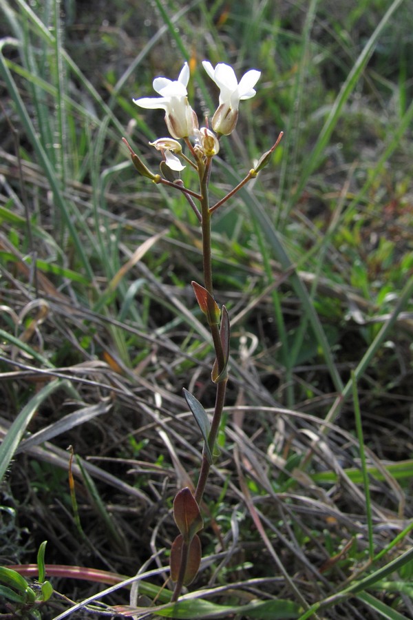 Изображение особи Noccaea macrantha.