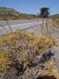 Carlina graeca. Цветущее растение на обочине дороги. Греция, о. Родос. Июль 2017 г.