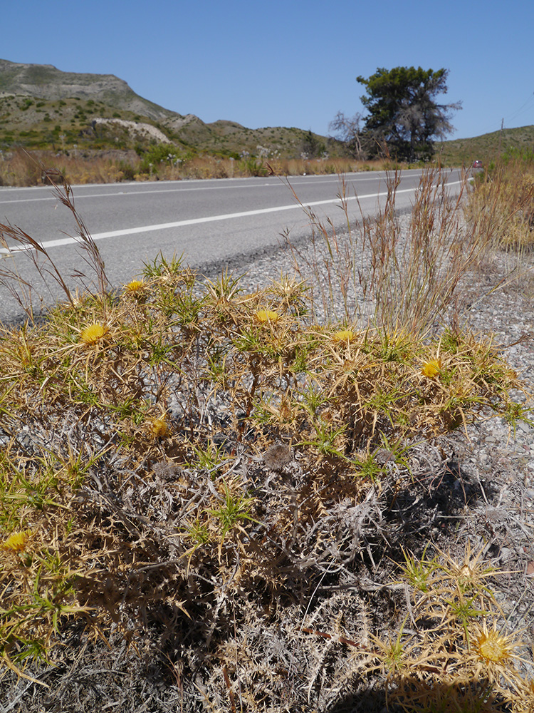 Image of Carlina graeca specimen.